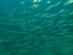 Image of Jack Mackerel