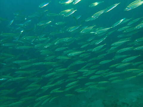 Image de Chinchard gros yeux du Pacific