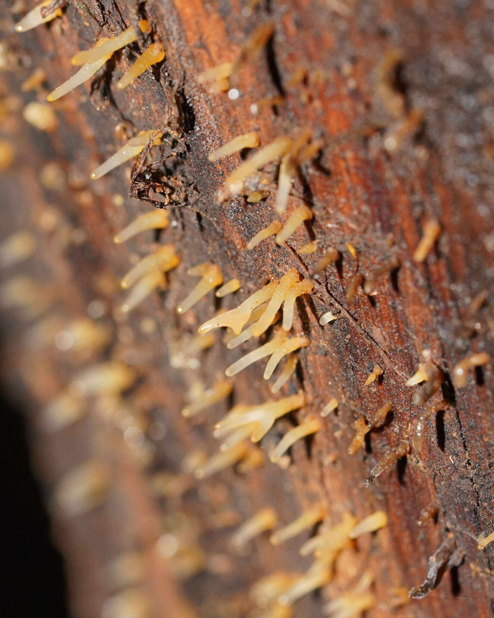 Image of Calocera sinensis McNabb 1965