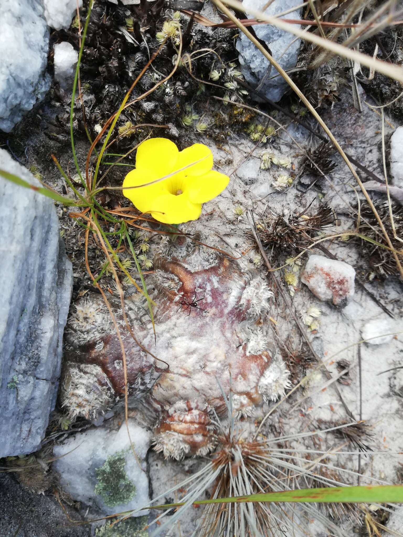 Image de Pachypodium brevicaule Baker