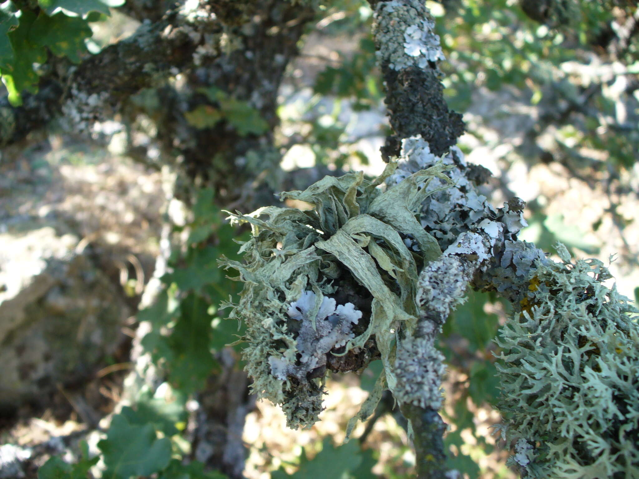 صورة Ramalina fraxinea (L.) Ach.