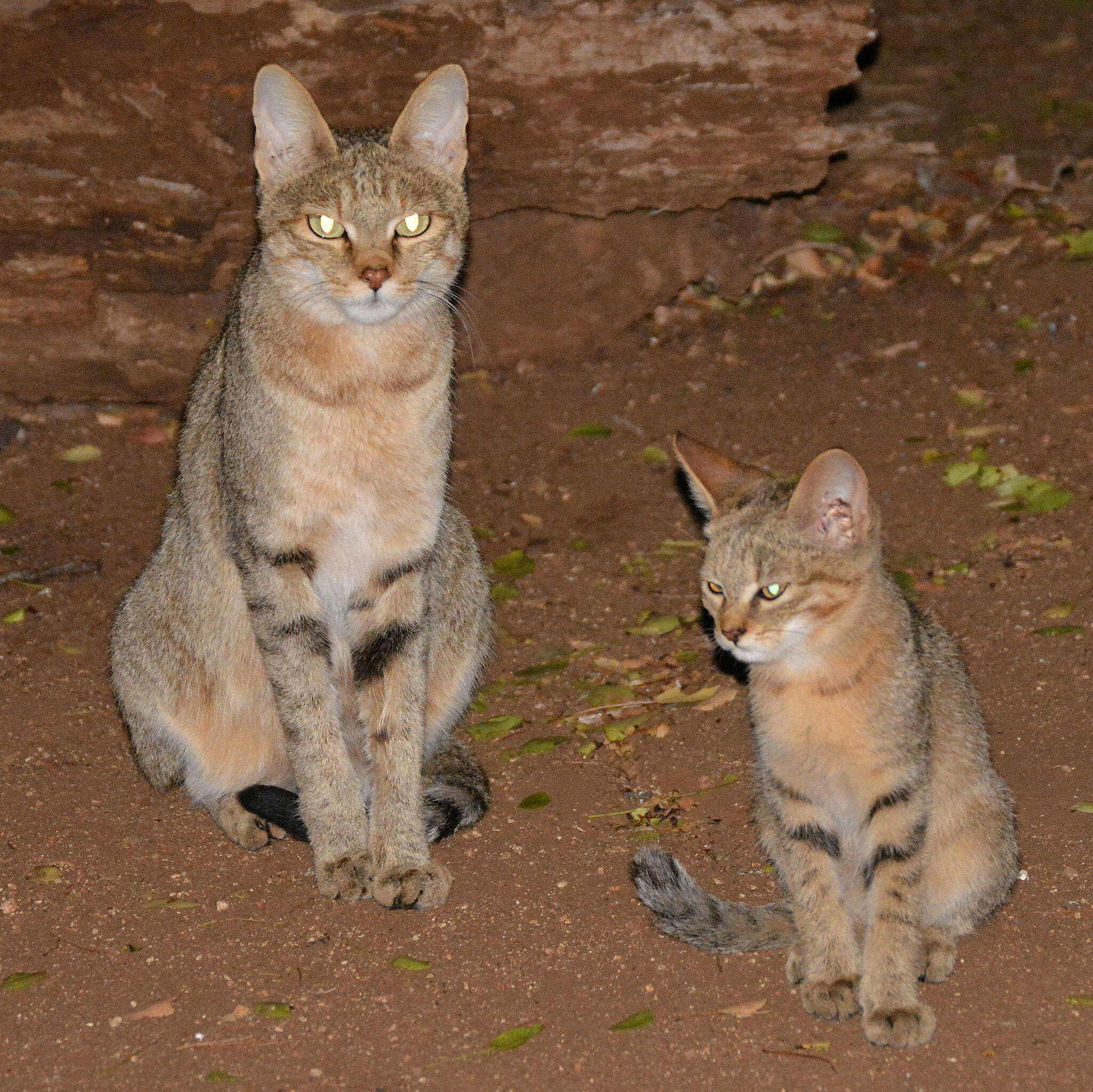 Image of Felis silvestris lybica Forster 1780