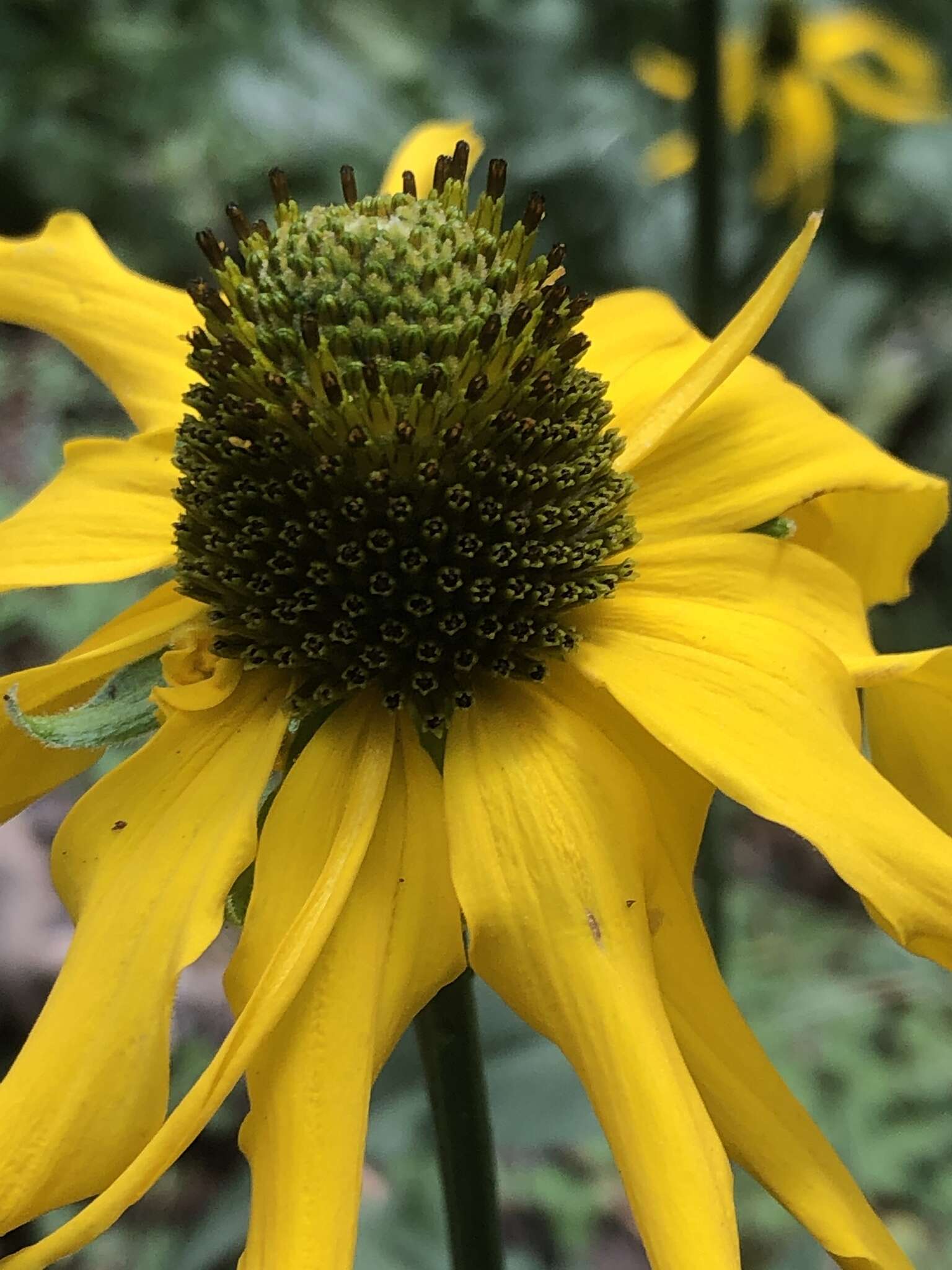 Rudbeckia californica A. Gray的圖片