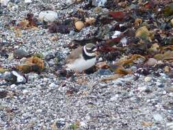 Image of ringed plover, common ringed plover