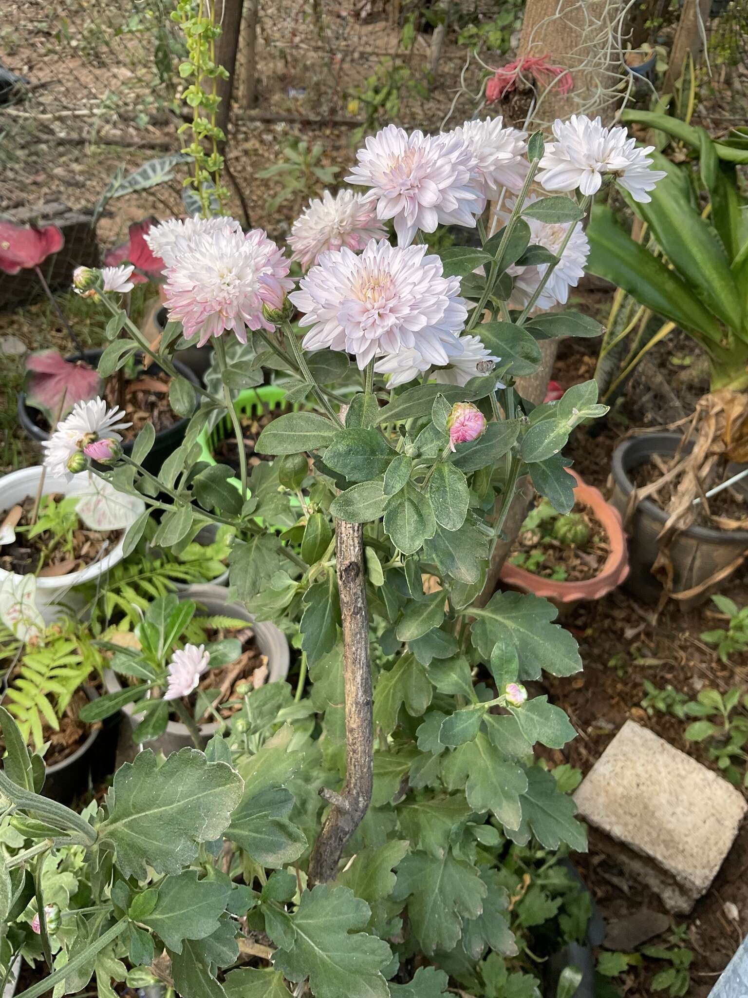 Sivun Chrysanthemum morifolium Ramat. kuva