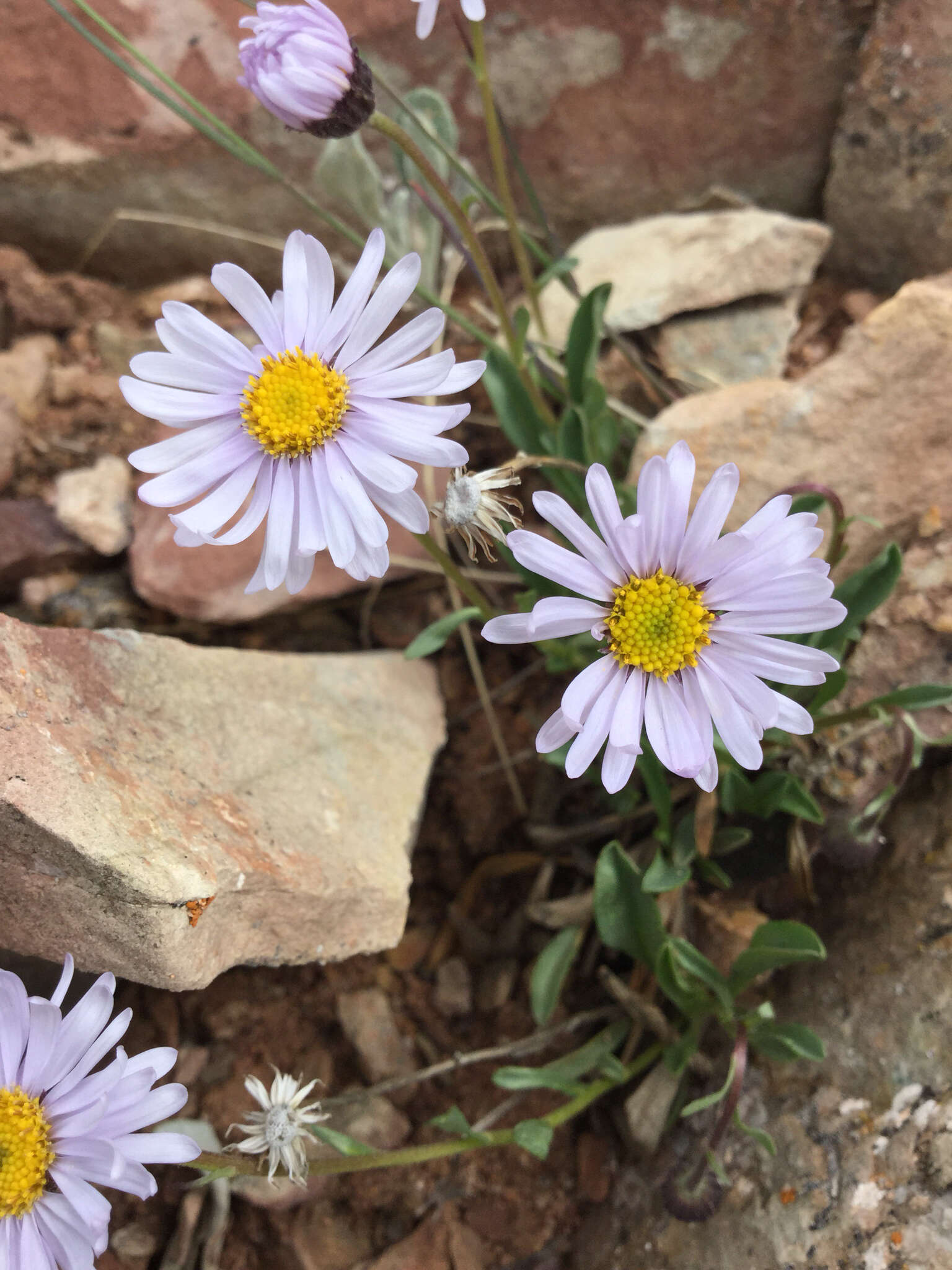 Image of rockslide yellow fleabane