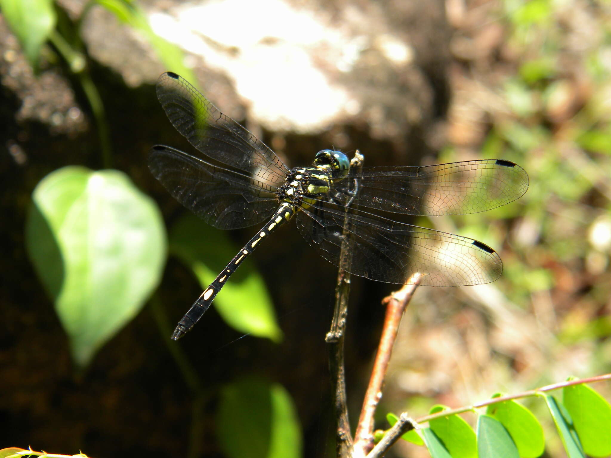 Слика од <i>Hylaeothemis apicalis</i> Fraser 1924