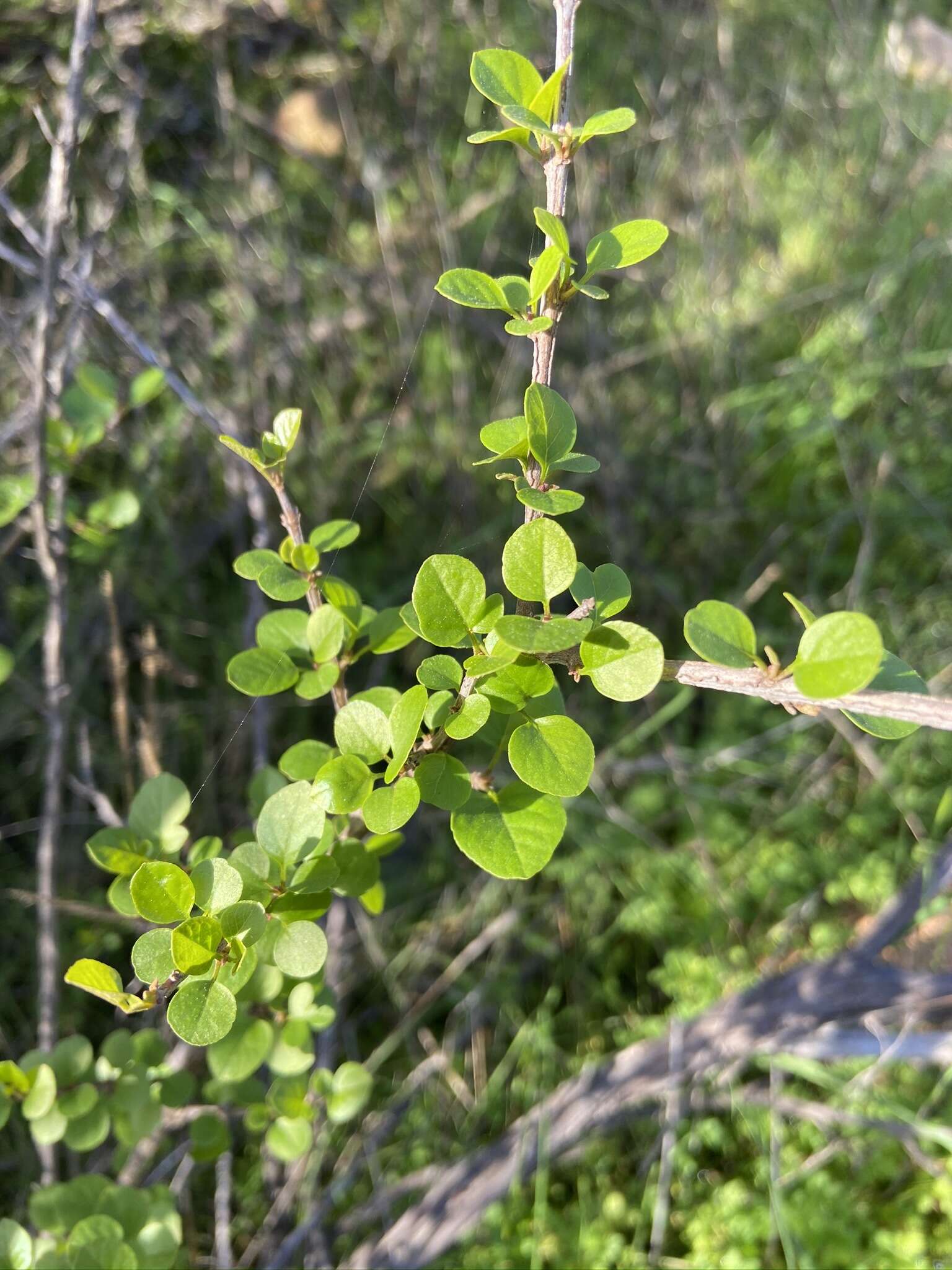 Image of California ash