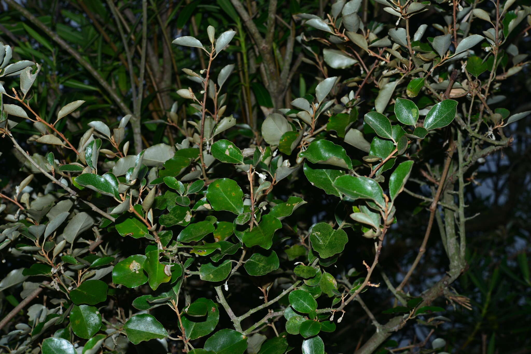 Image of Elaeagnus macrophylla Thunb.