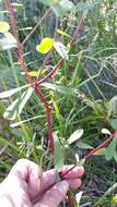 Image of Euphorbia emirnensis Baker