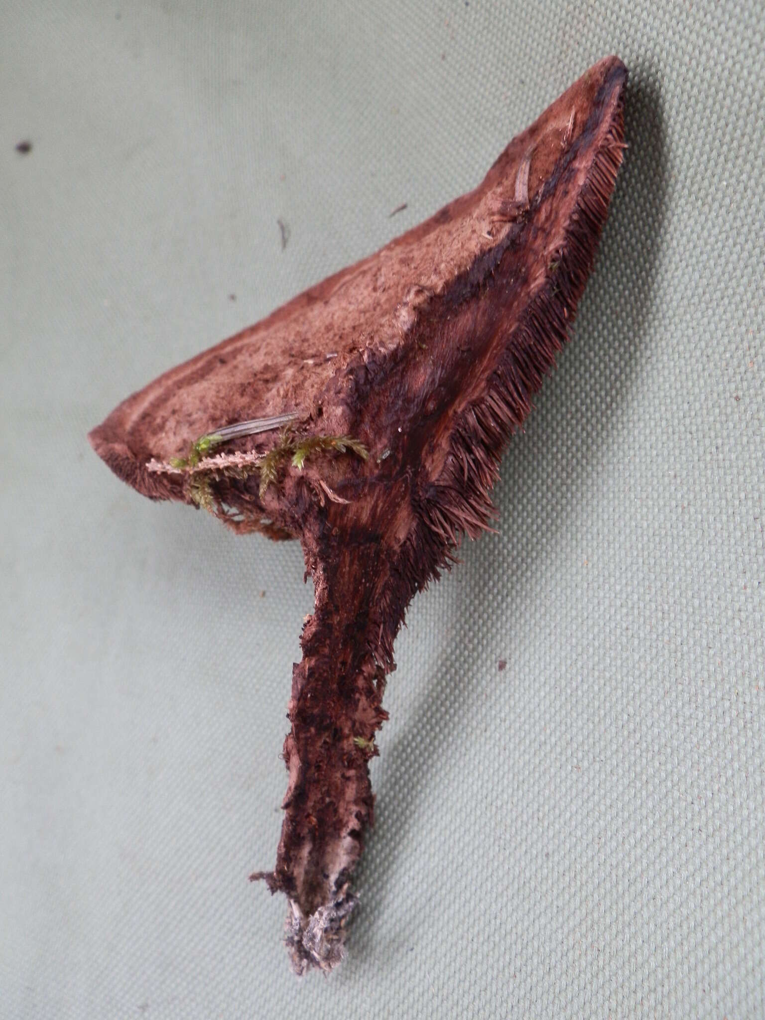 Image of Velvet tooth