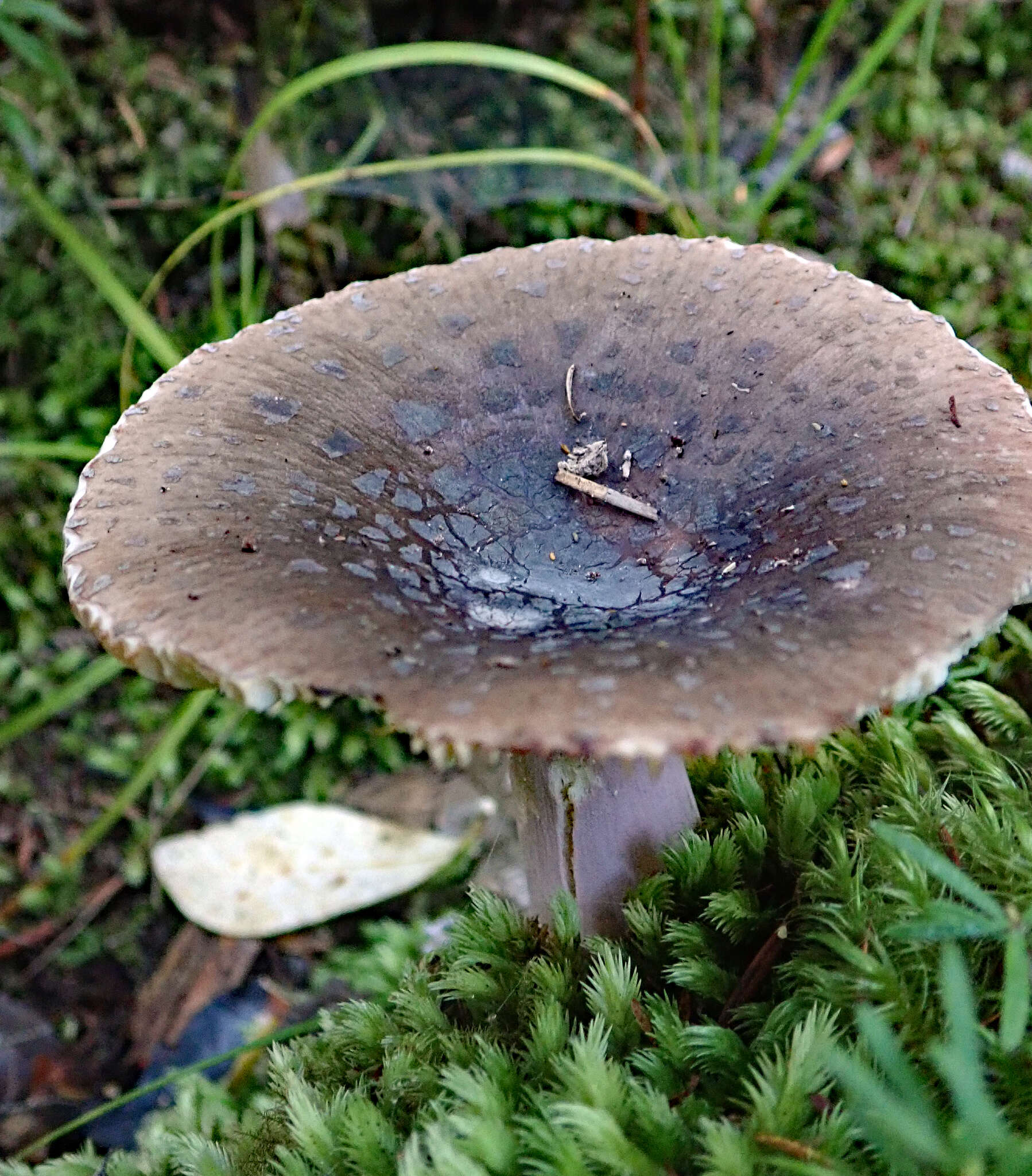 Sivun Russula griseoviridis McNabb 1973 kuva