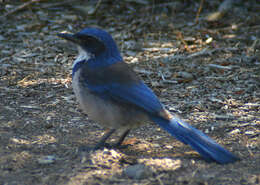 Image of Island Scrub Jay