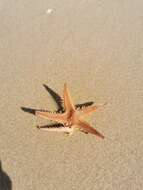 Image of Astropecten aranciacus (Linnaeus 1758)