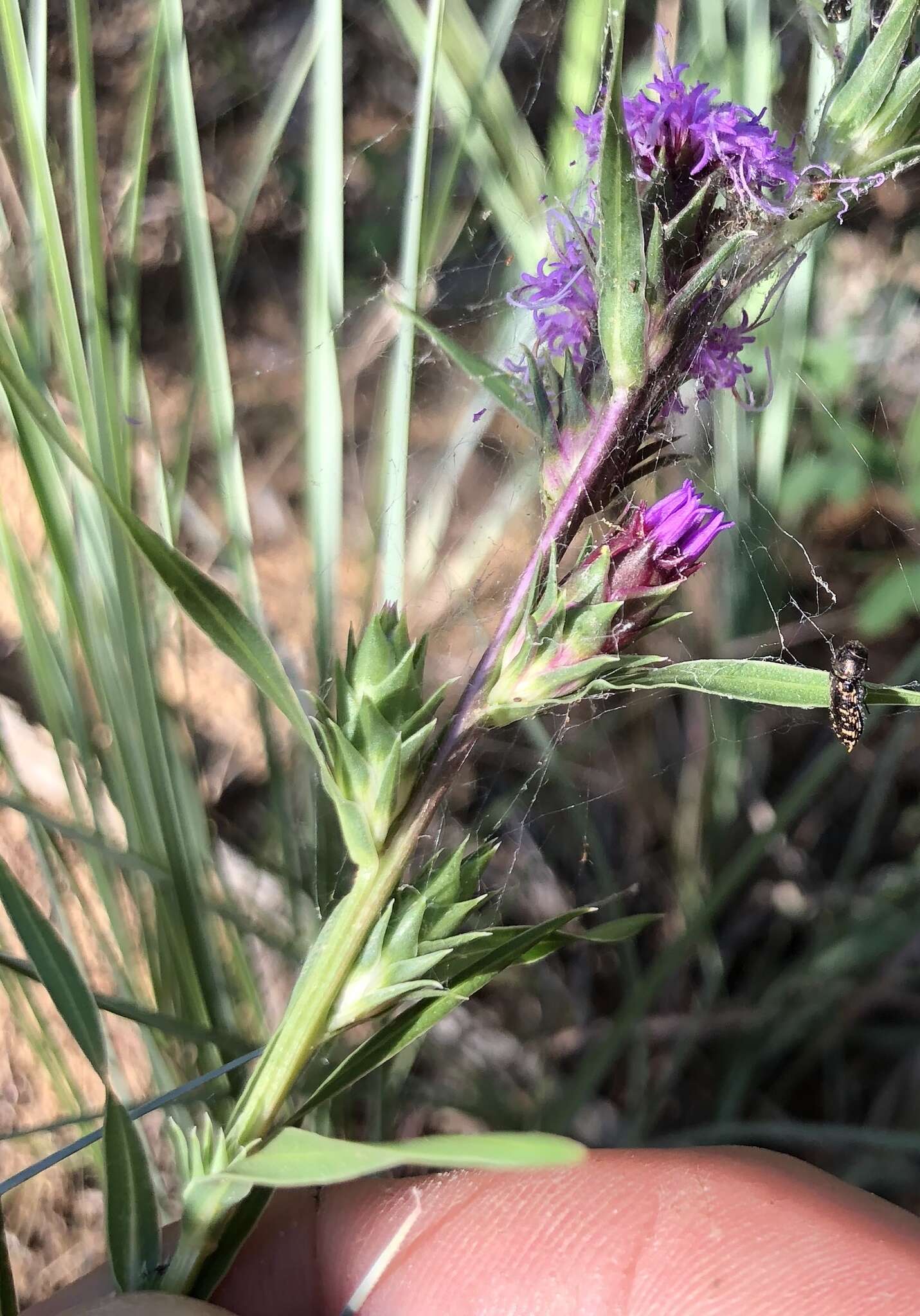 Image de Liatris squarrosa var. glabrata