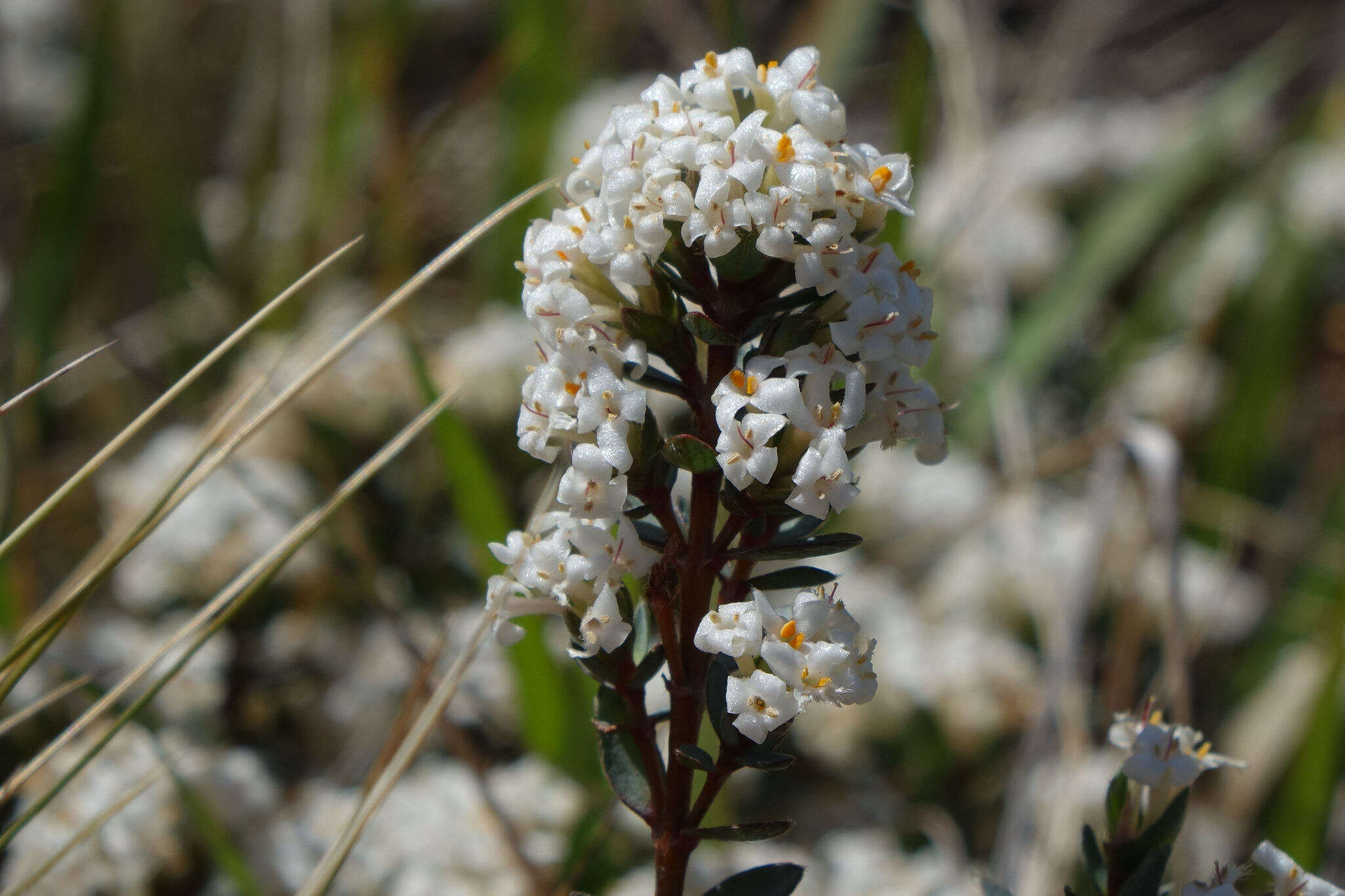 Image of Pimelea oreophila Burrows