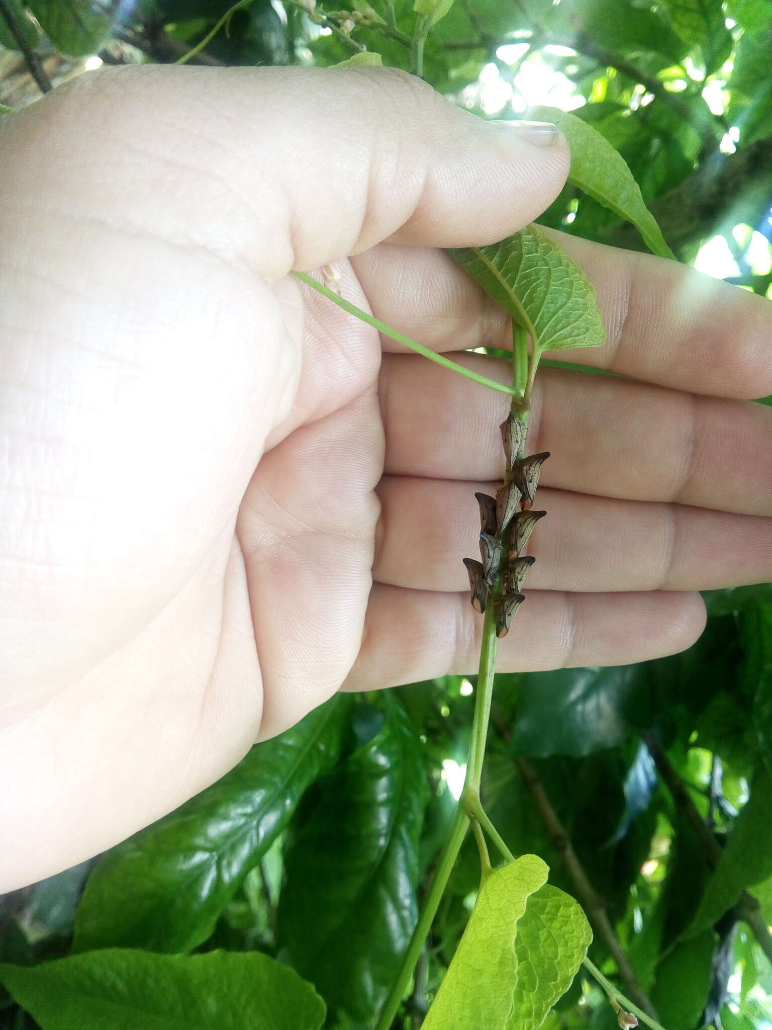 Image of Aconophora mexicana Stål