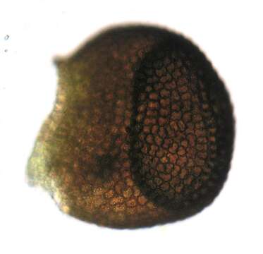 Image of Frullania pentapleura Taylor