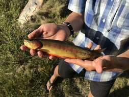 Image of Golden trout