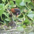 Image of Jacana jacana scapularis Chapman 1922