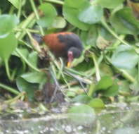 Image of Jacana jacana scapularis Chapman 1922