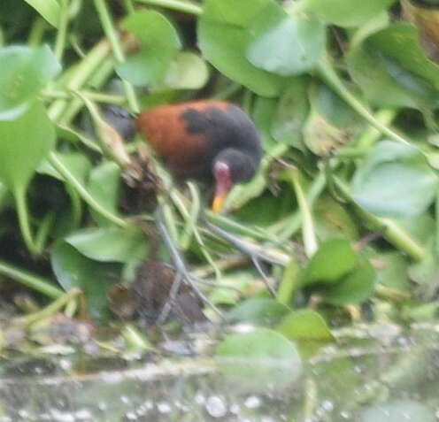 Imagem de Jacana jacana scapularis Chapman 1922