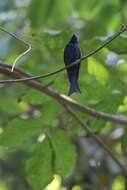 Image de Drongo bronzé