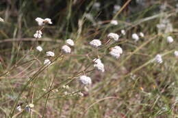 Image of Gypsophila glomerata Pall. ex Bieb.