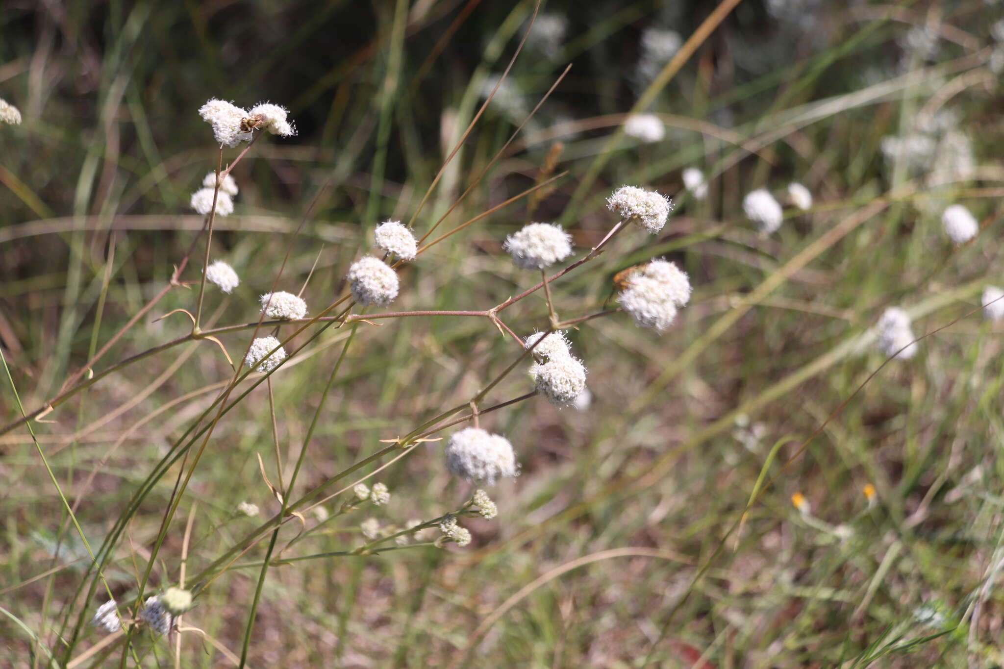 Слика од Gypsophila glomerata Pall. ex Bieb.