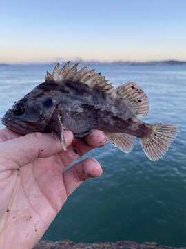 Image of Brown rockfish