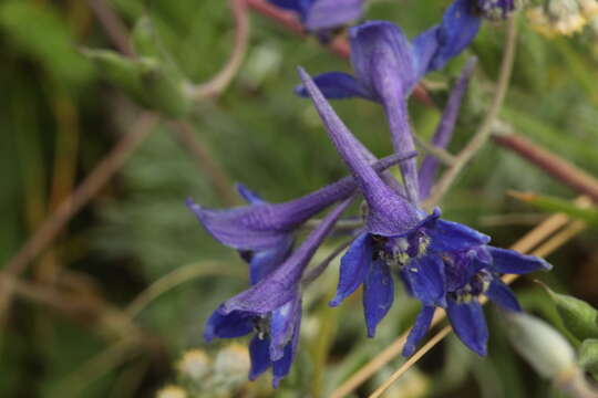 Image of Delphinium laxiflorum DC.