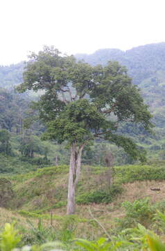 Image of Canarium madagascariense Engl.