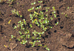 Слика од Gratiola amphiantha D. Estes & R. L. Small