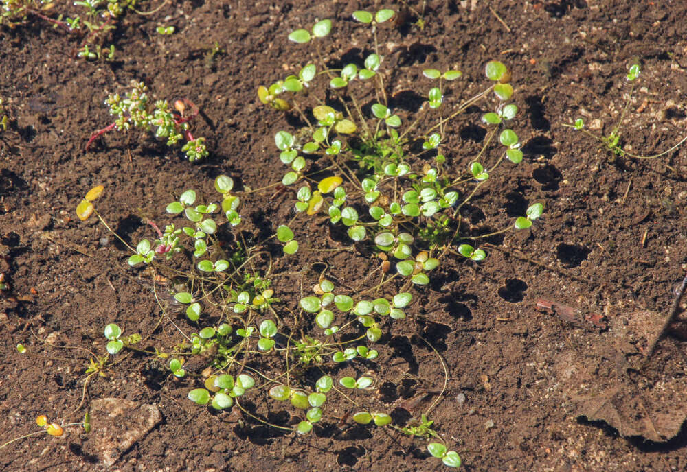 Слика од Gratiola amphiantha D. Estes & R. L. Small