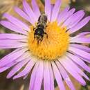 Imagem de Ashmeadiella bucconis denticulata