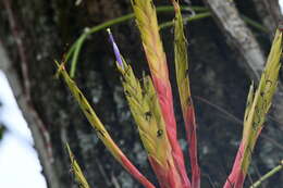 Image of Tillandsia inopinata Espejo, López-Ferr. & W. Till