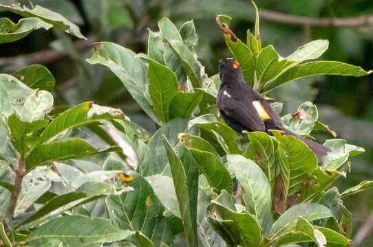 Image of Flame-crested Tanager