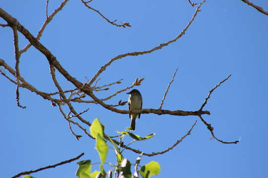 Image of southwestern willow flycatcher