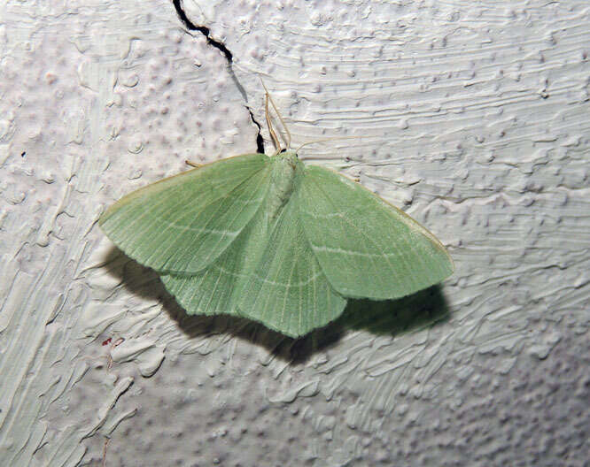 Image of small emerald moth