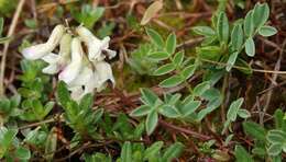 صورة Astragalus australis (L.) Lam.