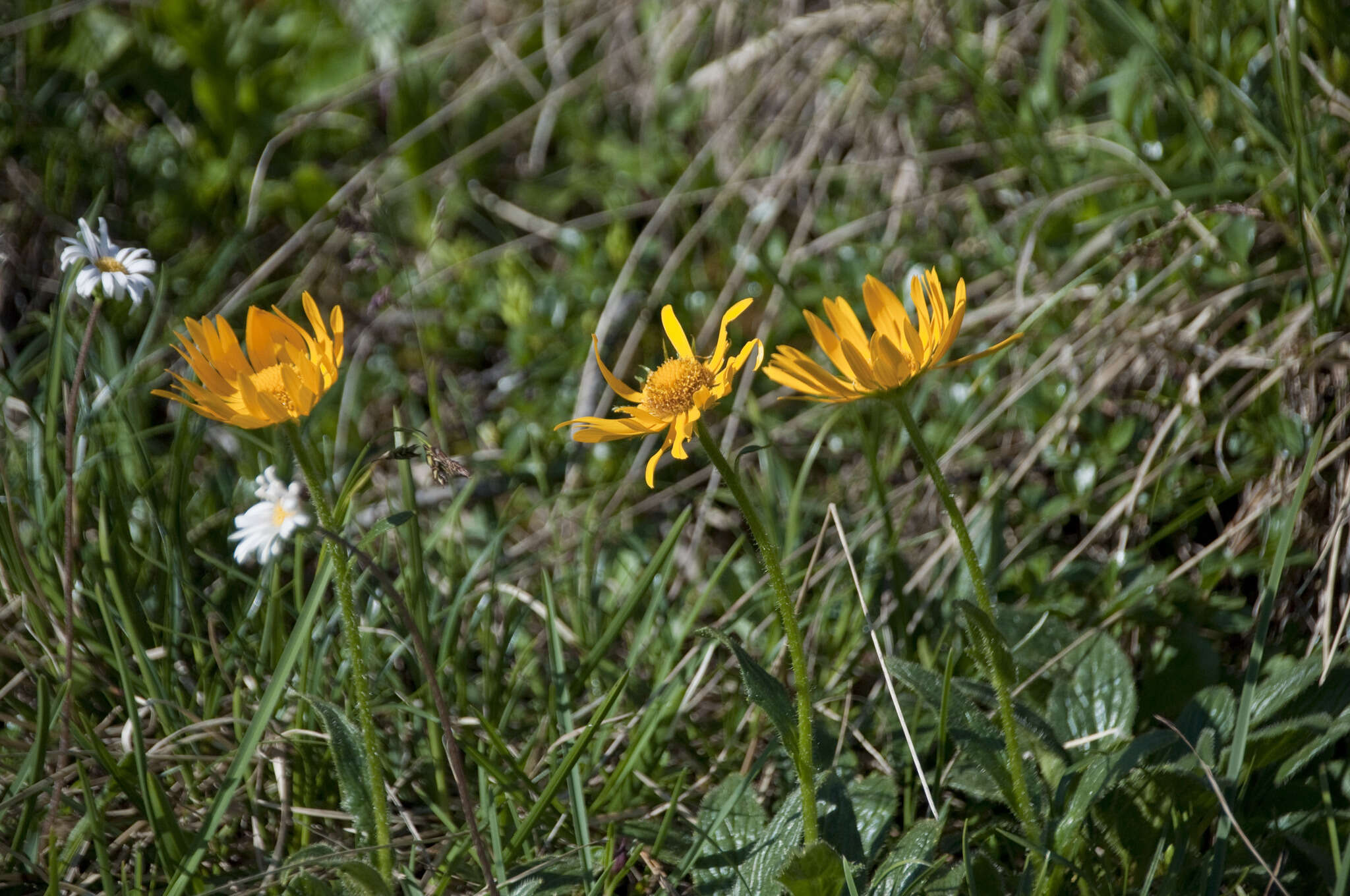 Image de Doronicum glaciale subsp. calcareum (Vierh.) Hegi