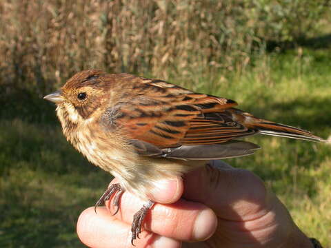 Plancia ëd Emberiza schoeniclus lusitanica Steinbacher 1930