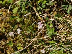 Image of Thalictrum rubescens Ohwi