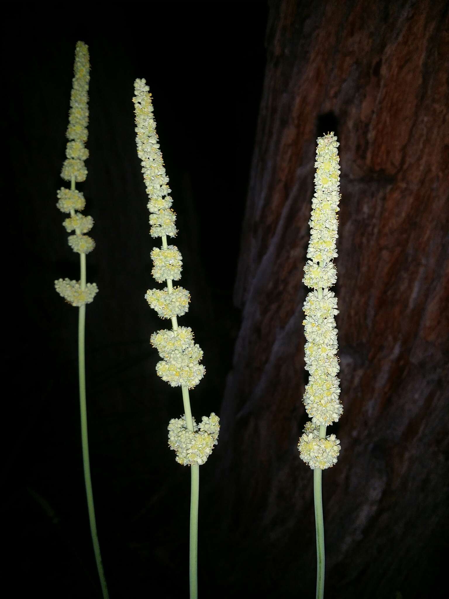 Image de Lomandra preissii (Endl.) Ewart