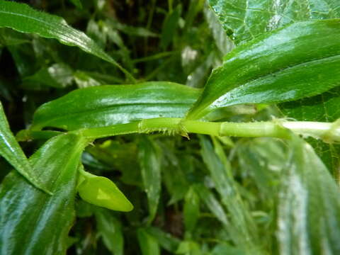 Image de Tradescantia poelliae D. R. Hunt