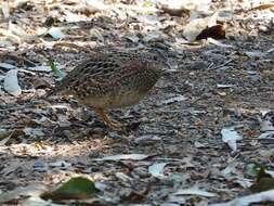 Image of Painted Buttonquail