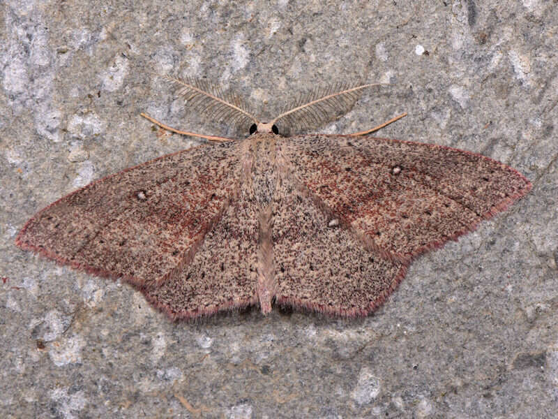 Cyclophora maderensis Bethune-Baker 1891 resmi