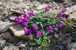 Image of Oxytropis neglecta Ten.