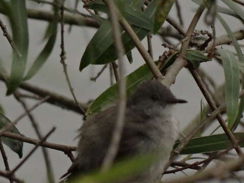 Serpophaga nigricans (Vieillot 1817)的圖片