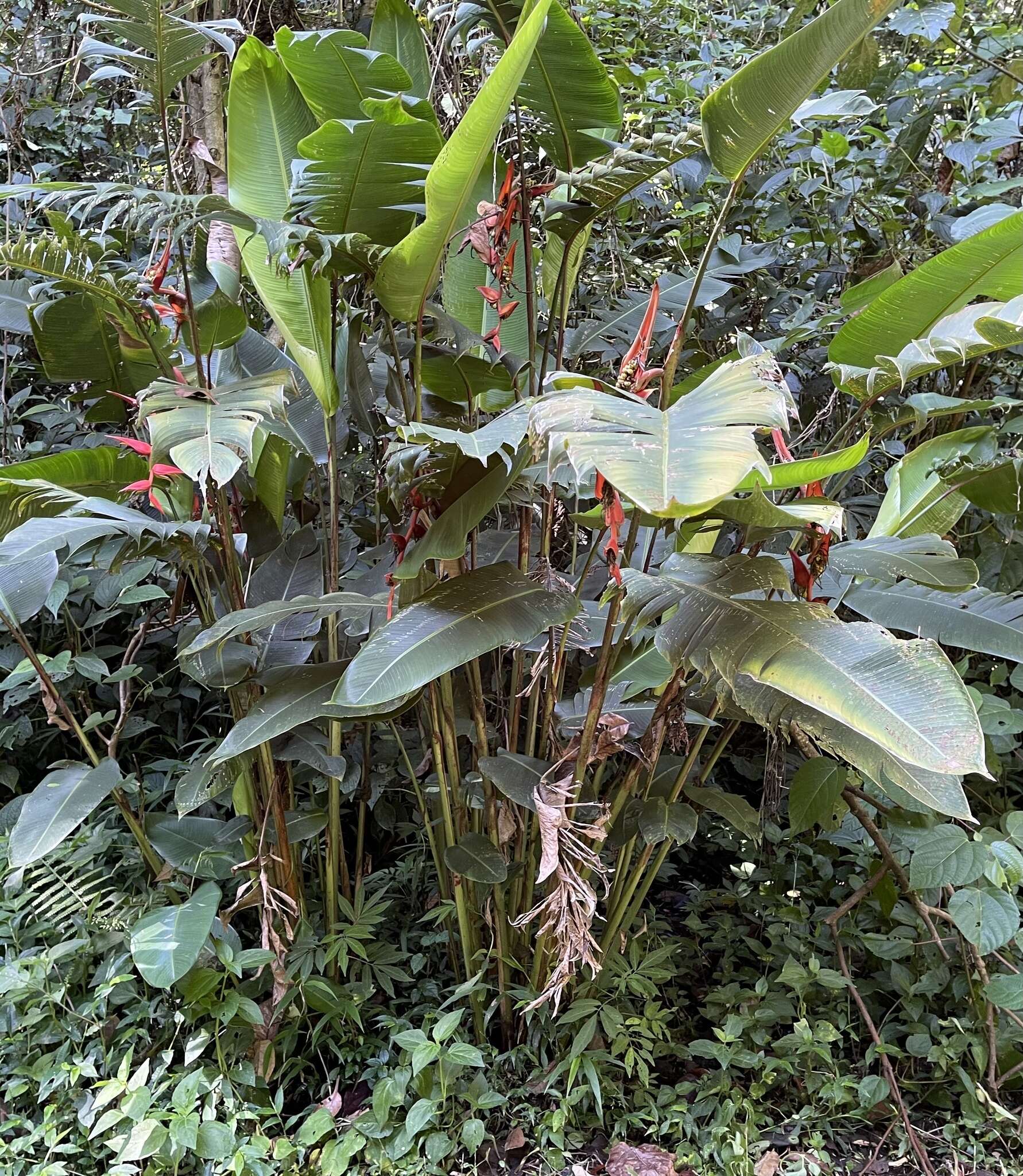 Image de Heliconia nutans Woodson